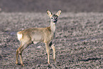 roe