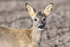 roe