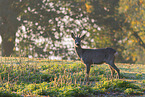 roe deer
