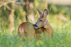 roe deer
