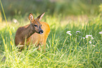 roe deer