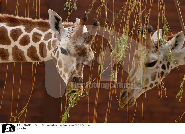 Rothschildgiraffe im Portrait / giraffe / RR-01859