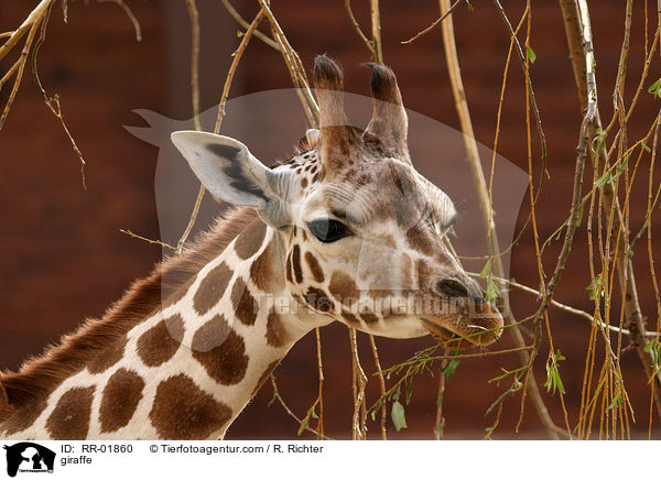 Rothschildgiraffe im Portrait / giraffe / RR-01860
