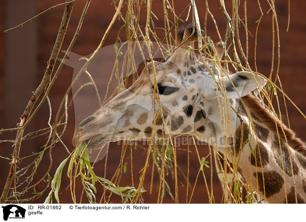 Rothschildgiraffe im Portrait / giraffe / RR-01862