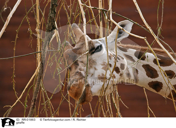 Rothschildgiraffe im Portrait / giraffe / RR-01863