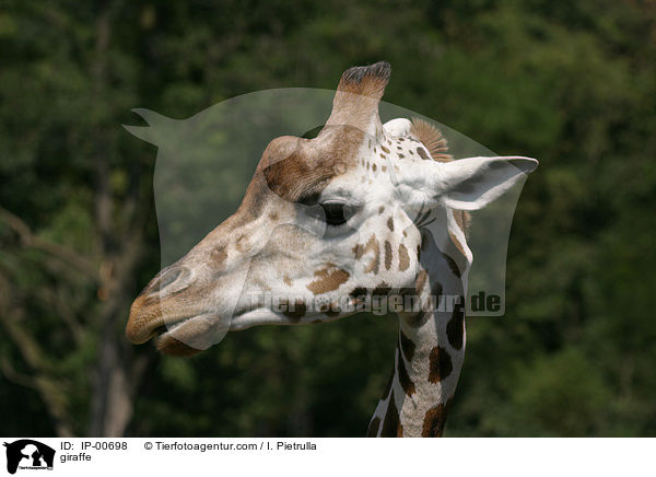 Rothschildgiraffe im Portrait / giraffe / IP-00698