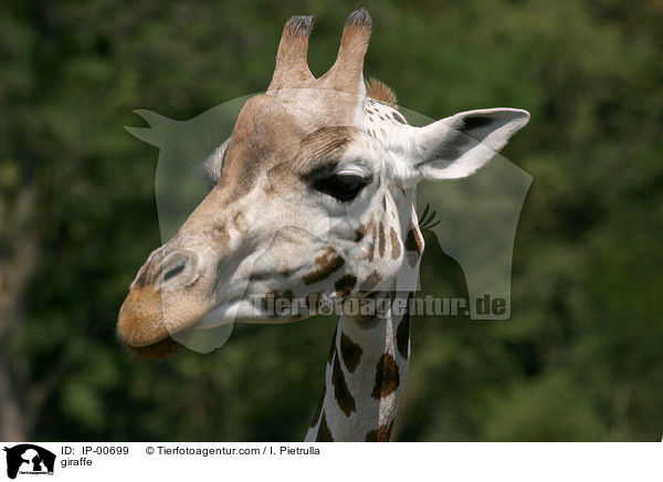 Rothschildgiraffe im Portrait / giraffe / IP-00699