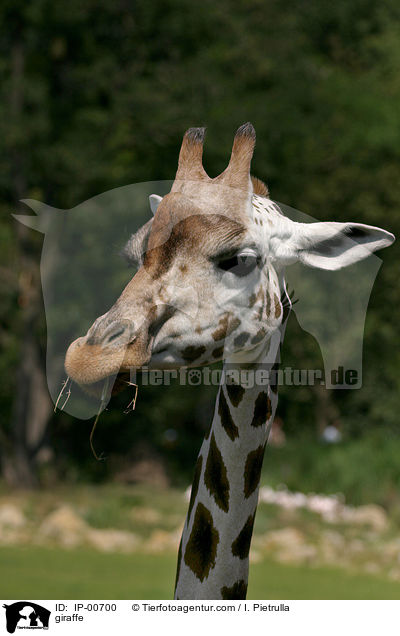 Rothschildgiraffe im Portrait / giraffe / IP-00700