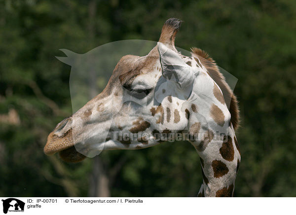 Rothschildgiraffe im Portrait / giraffe / IP-00701
