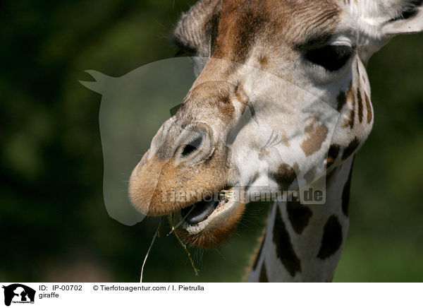 Rothschildgiraffe im Portrait / giraffe / IP-00702