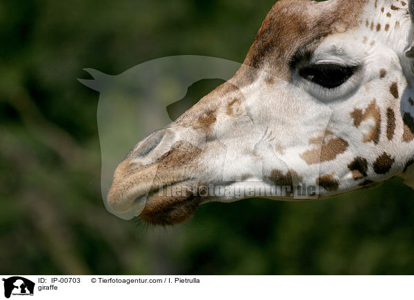 Rothschildgiraffe im Portrait / giraffe / IP-00703