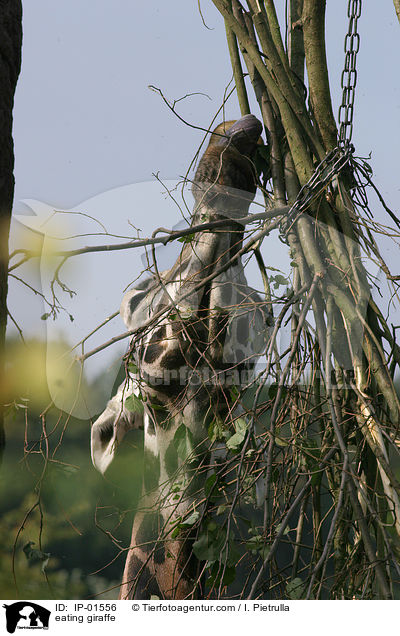 eating giraffe / IP-01556