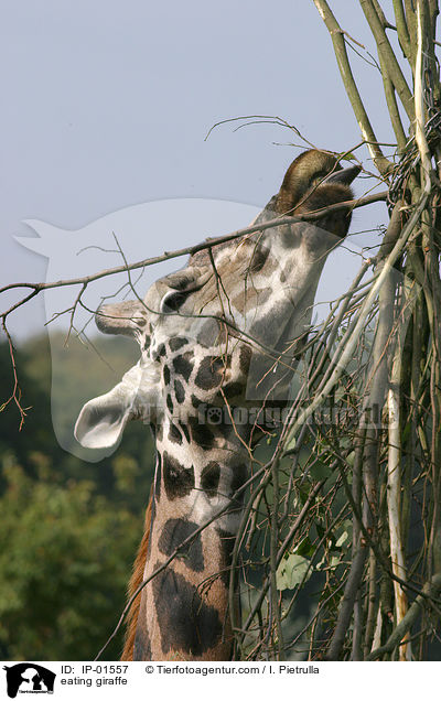 fressende Giraffe / eating giraffe / IP-01557