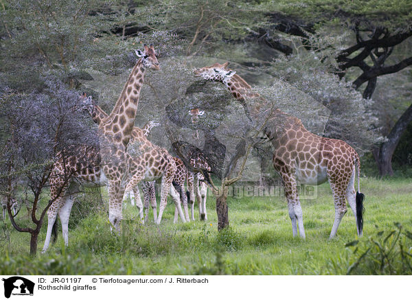 Uganda-Giraffen / Rothschild giraffes / JR-01197