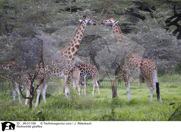 Uganda-Giraffen / Rothschild giraffes / JR-01198