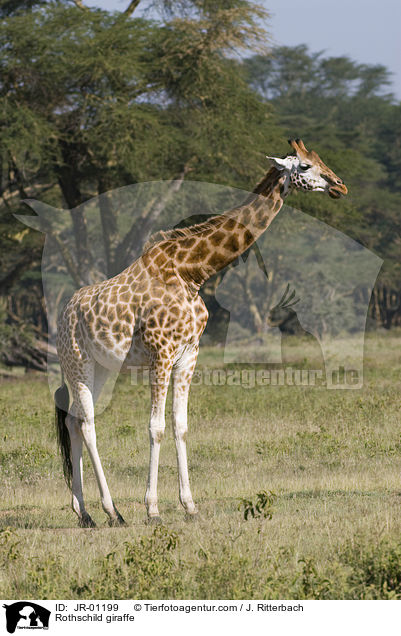 Uganda-Giraffe / Rothschild giraffe / JR-01199