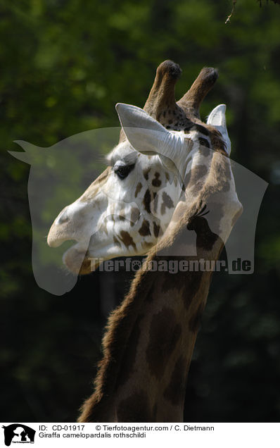 Giraffa camelopardalis rothschildi / CD-01917