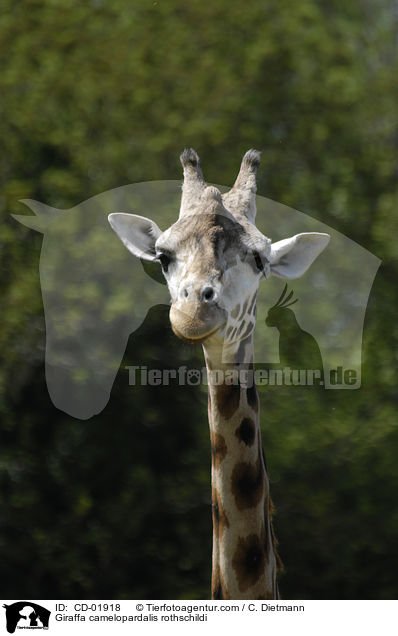 Uganda-Giraffe / Giraffa camelopardalis rothschildi / CD-01918