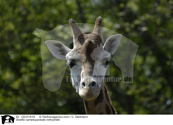 Uganda-Giraffe / Giraffa camelopardalis rothschildi / CD-01919