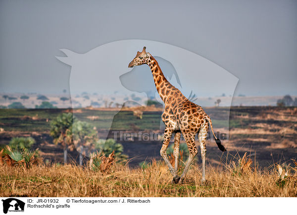 Rothschild's giraffe / JR-01932