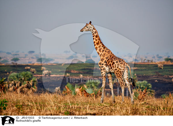 Rothschild's giraffe / JR-01933