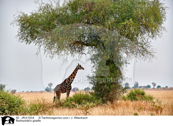 Uganda-Giraffe / Rothschild's giraffe / JR-01934