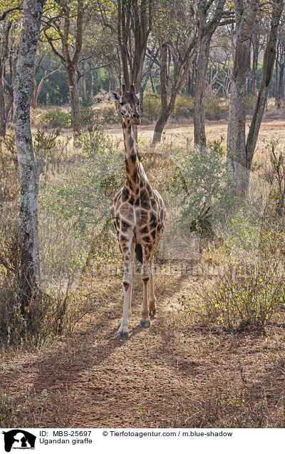 Ugandan giraffe / MBS-25697