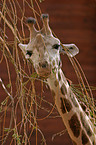 giraffe