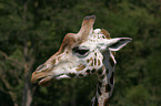 giraffe