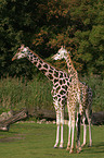 Giraffes