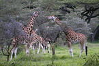 Rothschild giraffes