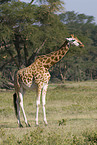 Rothschild giraffe