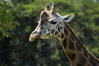 Giraffa camelopardalis rothschildi