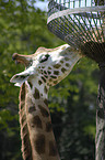 Giraffa camelopardalis rothschildi