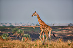 Rothschild's giraffe