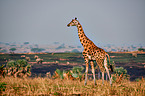 Rothschild's giraffe