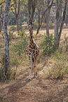 Ugandan giraffe
