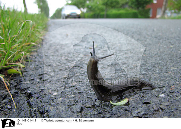 Wegschnecke / slug / HB-01418