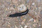 Roundback Slug