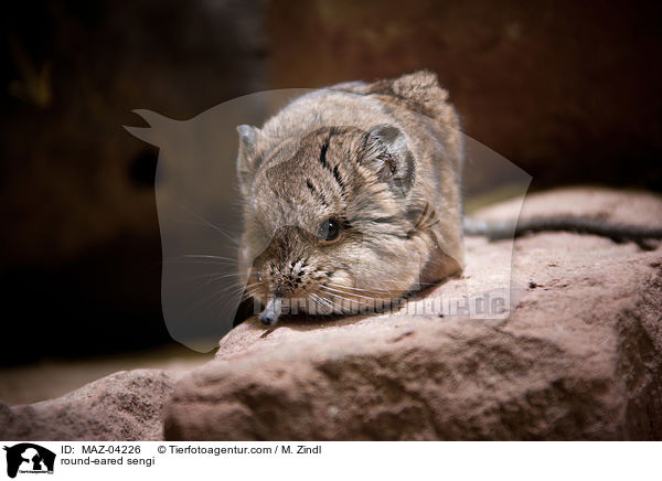 round-eared sengi / MAZ-04226