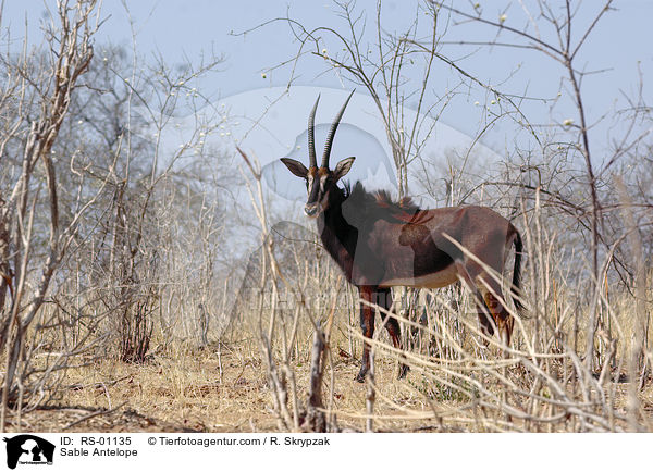 Sable Antelope / RS-01135
