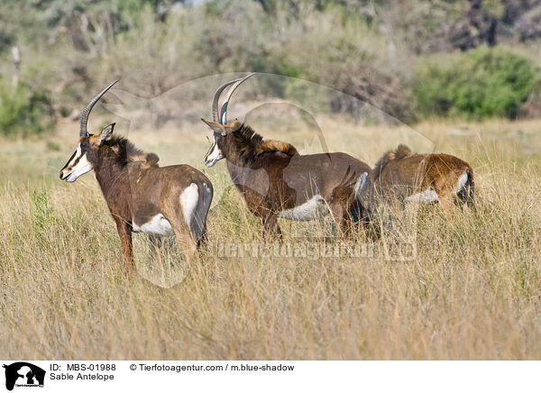Rappenantilope / Sable Antelope / MBS-01988