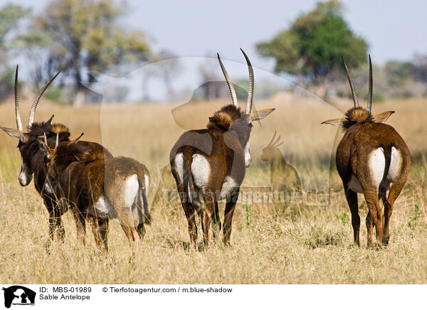 Sable Antelope / MBS-01989