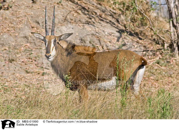 Rappenantilope / Sable Antelope / MBS-01990
