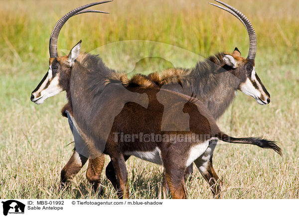 Sable Antelope / MBS-01992