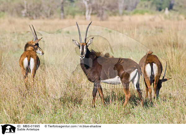 Sable Antelope / MBS-01995