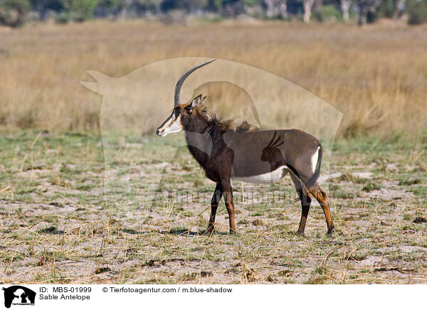 Rappenantilope / Sable Antelope / MBS-01999