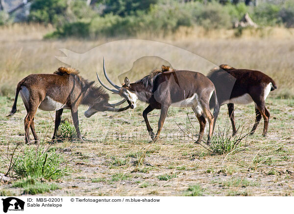 Rappenantilope / Sable Antelope / MBS-02001