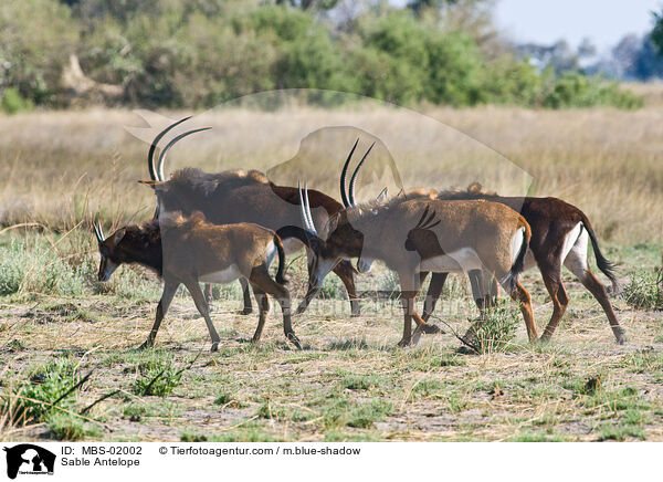 Rappenantilope / Sable Antelope / MBS-02002