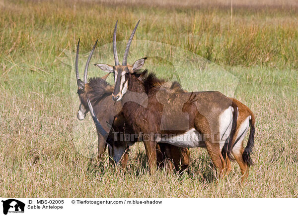 Rappenantilope / Sable Antelope / MBS-02005